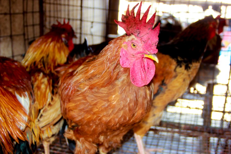 Chicken