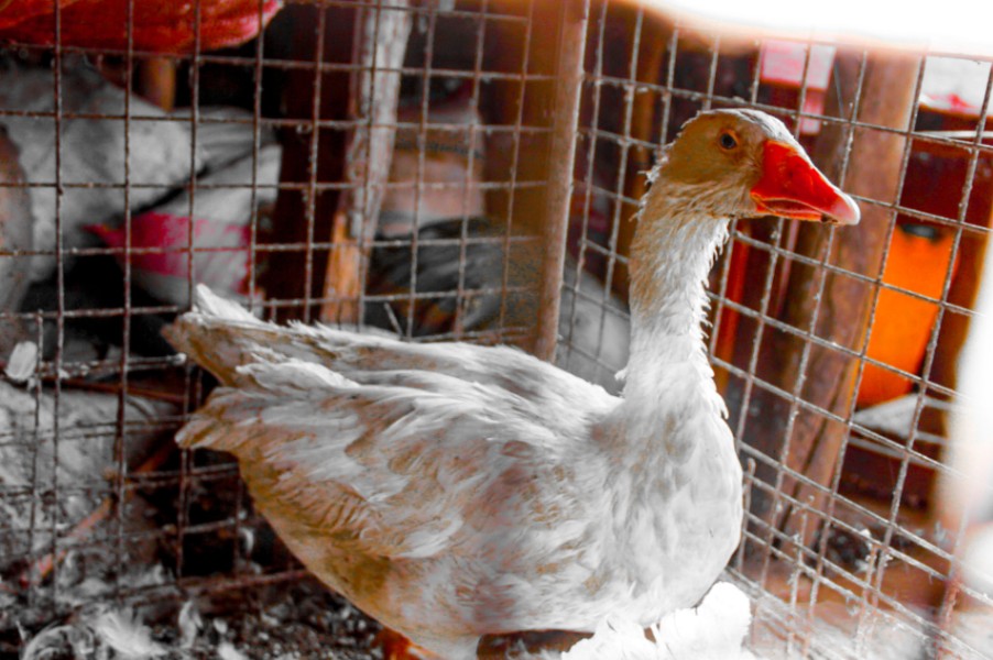 Duck