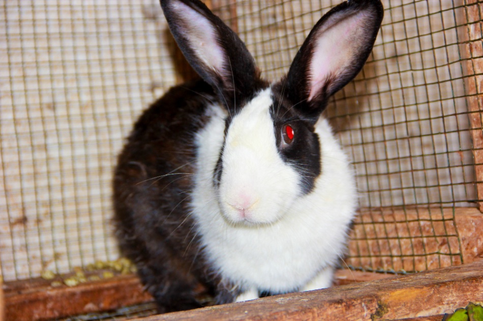 Rabbit
