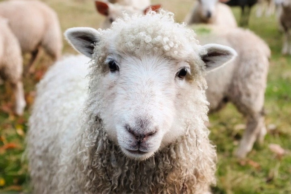 Lamb