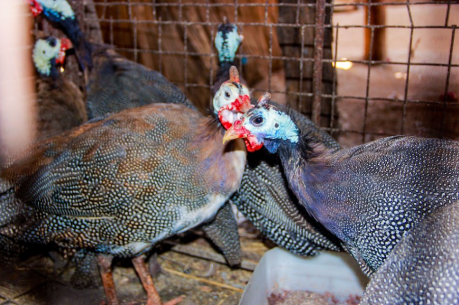 Turkey